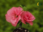 Azalia japońska 'Babuschka' 